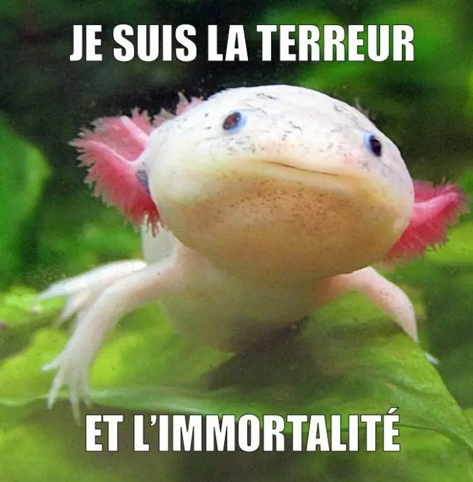 axolotl terreur et immortalité