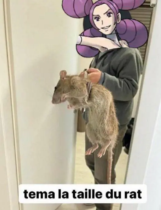 photomontage de Kiméra qui tient un gros rat