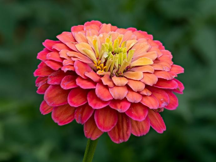 feur de zinnia