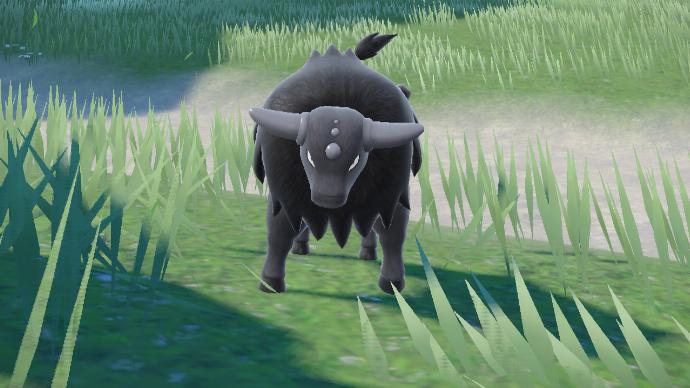 Photo Pokémon Tauros Paldea