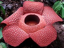 Rafflesia