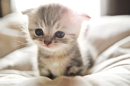 Chaton mignon