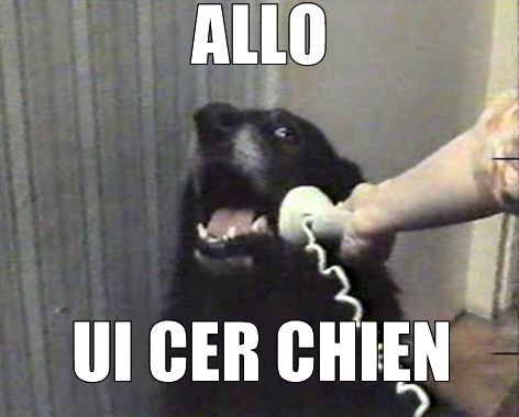 Allo ui cer chien