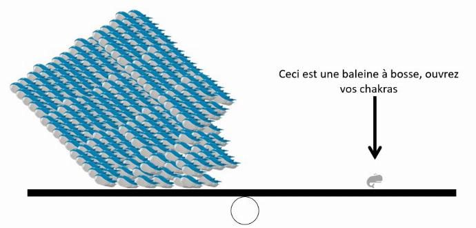 schéma wailord balance baleine