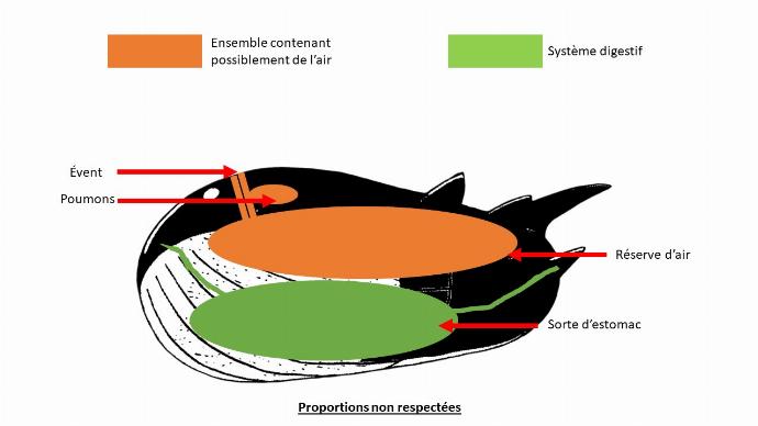 schéma coupe wailord