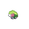 Shaymin Terrestre