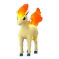 Ponyta