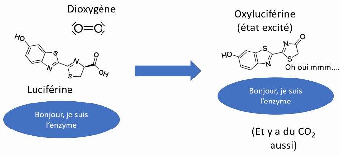 luciférine luciférase