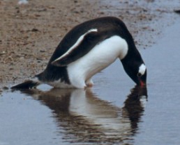 manchot qui cherche quelque chose dans l'eau