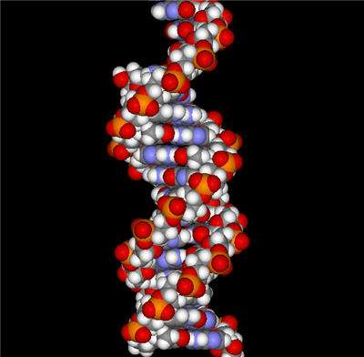 modélisation molécule adn