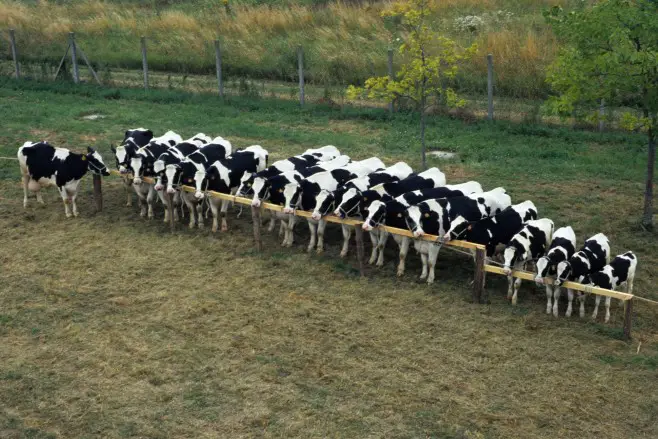 vaches clonées