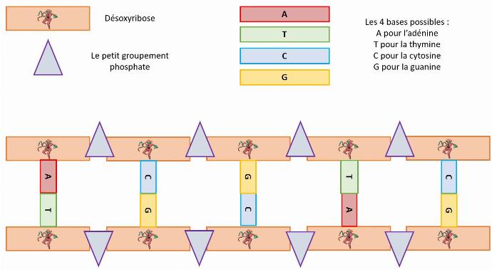 schéma adn