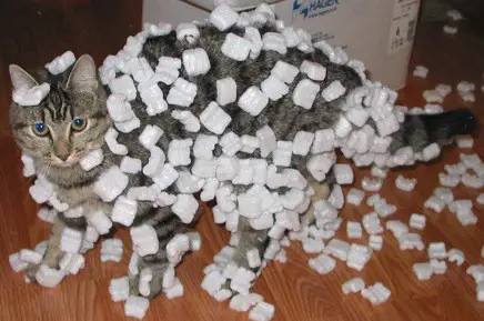 chat plein de plastique