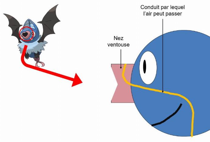 schéma rhinolove nez 