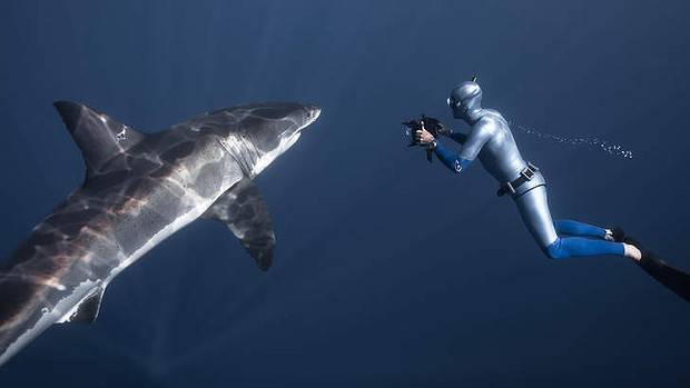 Plongeur face à un requin.