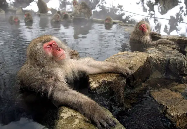 Des singes qui prennent au calme une bonne pausé détente dans une source d'eau chaude typiquement nippone