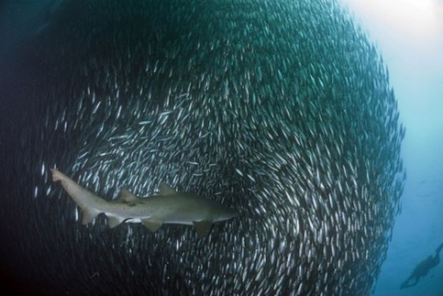 Photographie d'un banc de sardines