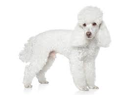 Caniche
